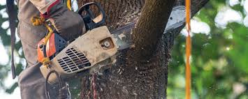 How Our Tree Care Process Works  in  Jim Thorpe, PA