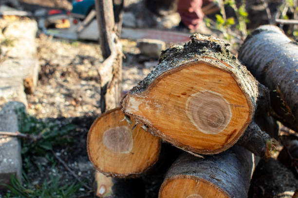 Professional Tree Care in Jim Thorpe, PA